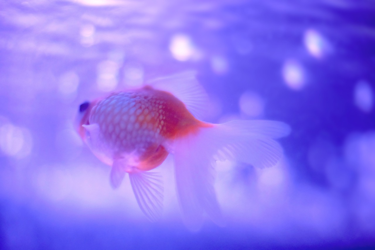 夢占いで金魚の夢の意味とは？赤い、白い、オレンジ、金色、黒、派手な色、泳ぐ、跳ねる、逃げる、助ける、飼う、死ぬなど