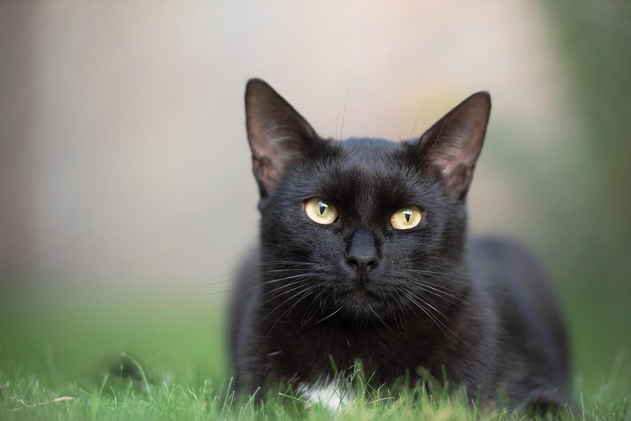 夢占いで黒猫の夢の意味とは？助ける、食べられる、襲われる、追いかけられる、大きな、小さな、逃げる、餌、飼う、撫でる、懐く、噛まれるなど