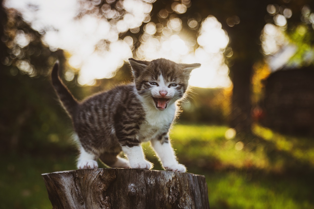 夢占いで子猫の夢の意味とは？舐める、飼う、懐かない、可愛がる、噛まれる、威嚇、おびえる、成長など