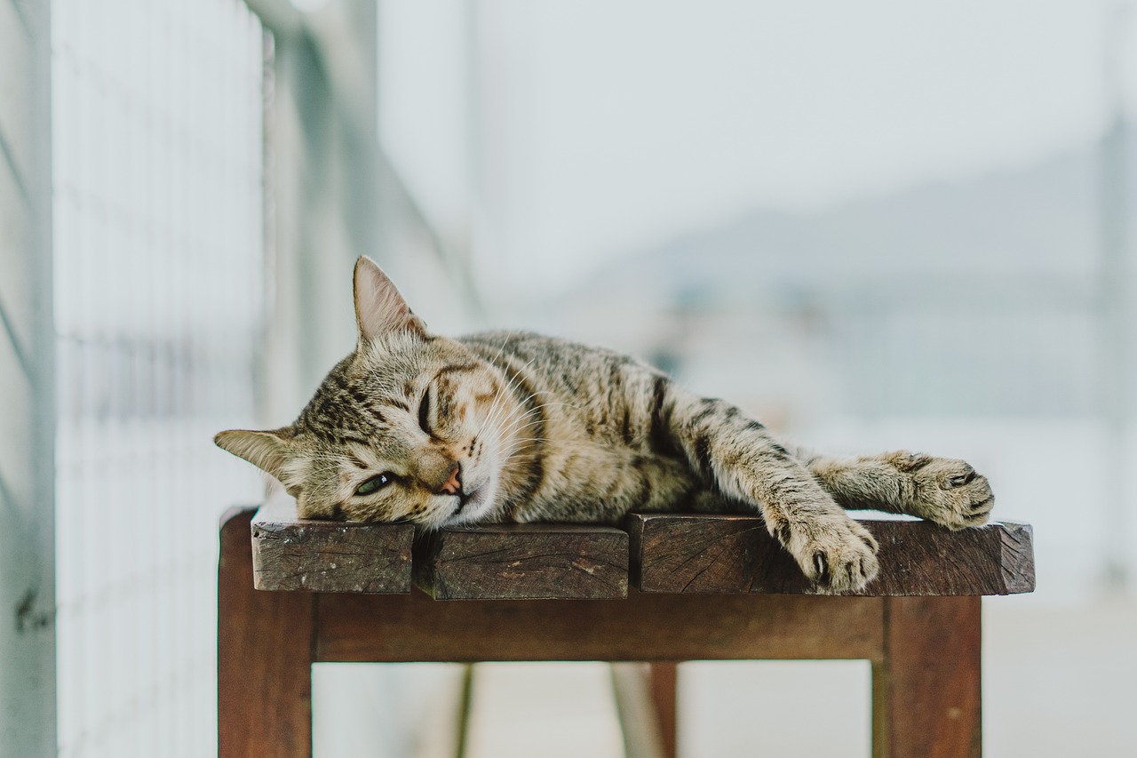 夢占いで猫の夢の意味とは？たくさん、怪我、眠っている、死ぬ、死骸、可愛がる、じゃれる、舐められる、飼う、襲われる、追われる、助ける、引っかく、噛まれる、殺す、喧嘩、癒やされる、飼い猫・黒猫・白猫・三毛猫・野良猫など