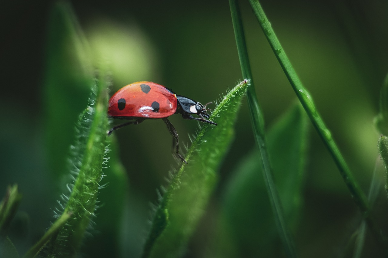 夢占いで虫が印象的な夢の意味とは？寄生虫、体の中、食べる、刺される、退治できない、退治する、出てくる、巨大化、追われる、逃げる、大量、発生など