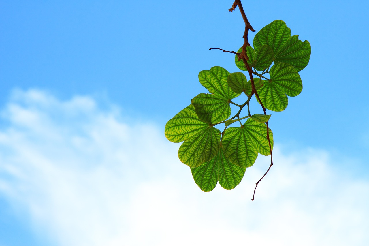 夢占いで観葉植物の夢の意味とは？プレゼント、倒れる、腐る、虫がつく、花が咲く、ツタが伸びる、葉が落ちる、折れる、育つ、買う、元気、弱ったなど