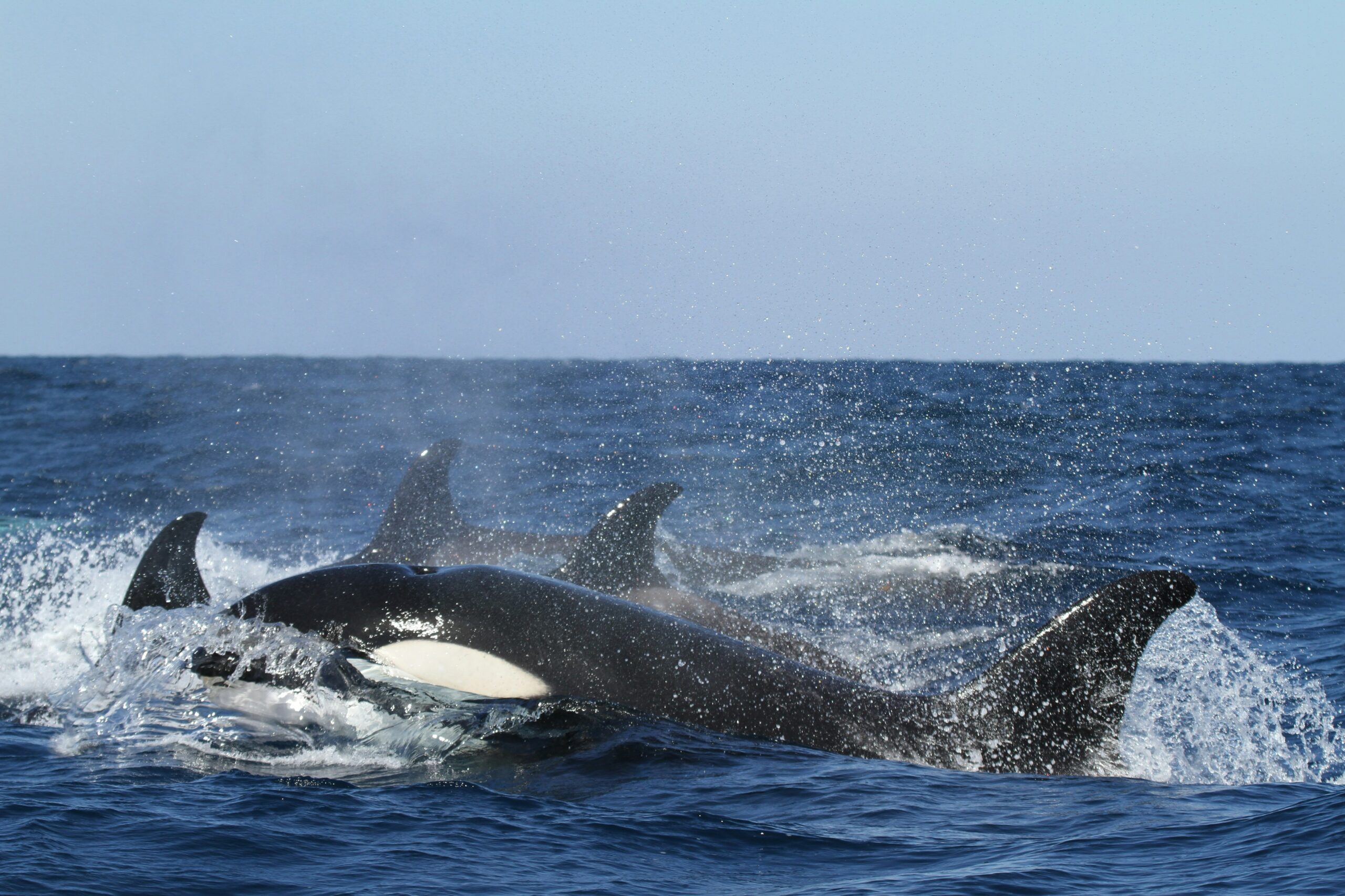 シャチの夢の意味とは？（夢占い）泳ぐ、気づかない、遊ぶ、餌をあげる、ジャンプする、水族館、追いかけられる、襲われる、噛まれる、食べられる、助けるなど